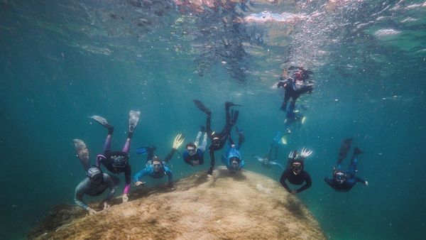 Submarinistas hallan un enorme coral de 400 años en Australia