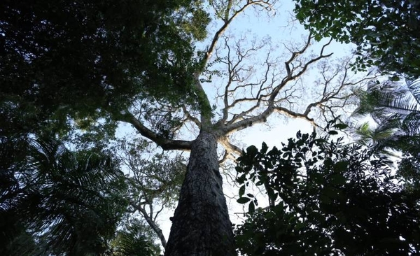 Diario HOY | Miden los primeros árboles de la segunda expedición de los “Colosos de la Tierra”
