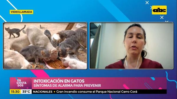 Intoxicación en gatos - Ensiestados - ABC Color