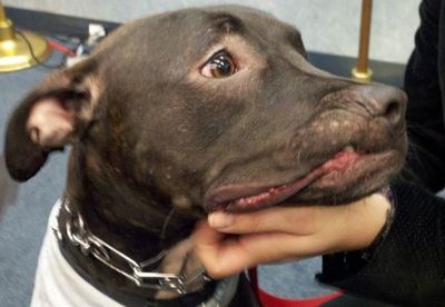 ¡Doloroso! Hombre torturó a 27 pit bulls para entrenarlos en peleas ilegales