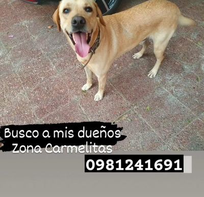 Busco a mis dueños