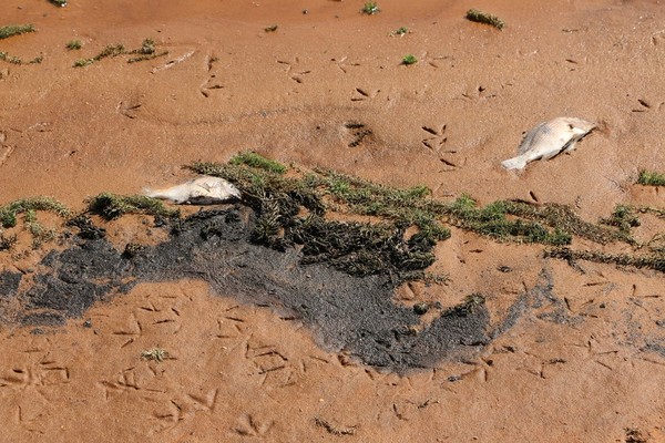 Investigan SUSTANCIA NO IDENTIFICADA en el Lago de Itaipú