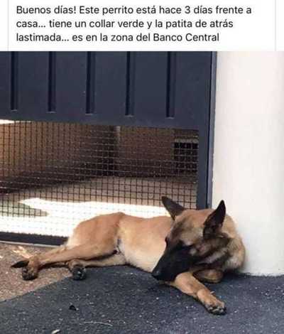 Busco a mi dueños
