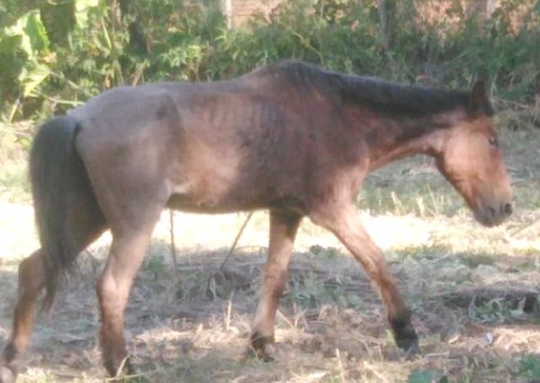 Crónica / Joven “ángel” salva del matadero a un caballo