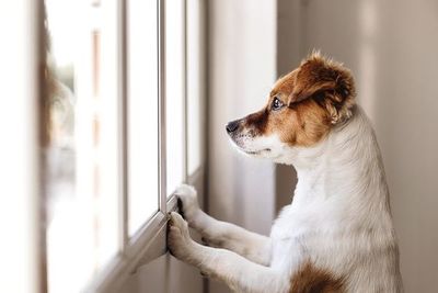 Hoy es el Día internacional del animal sin hogar - Mascotas - ABC Color