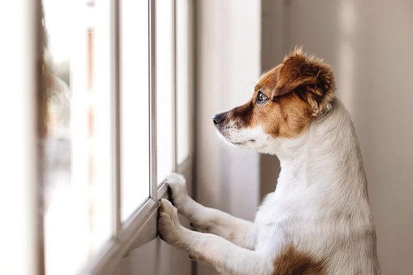 Hoy es el Día internacional del animal sin hogar - Mascotas - ABC Color