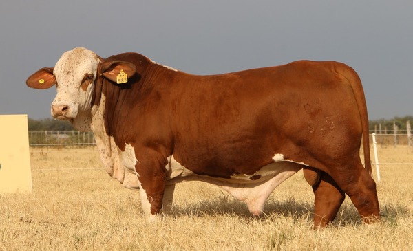 Cabaña Galileo vende animales élites y de rodeos: funcionales, adaptados y precoces