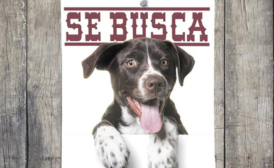 10 pasos a seguir si tu mascota se pierde