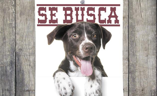 10 pasos a seguir si tu mascota se pierde
