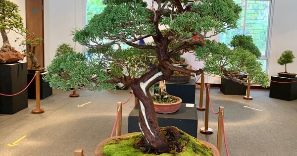 La Nación / Realizan exposición de bonsái en el Centro Paraguayo Japonés