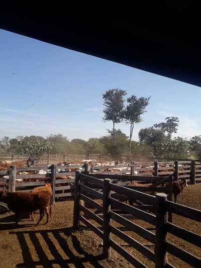 Realizan subasta pública de 284 cabezas de ganado vacuno | Ñanduti