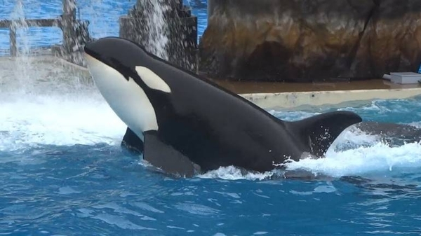 Diario HOY | Muere en parque de San Diego orca de 6 años y activistas piden investigación
