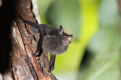 Algunas crías de murciélagos balbucean como los bebés, según estudio - Ciencia - ABC Color