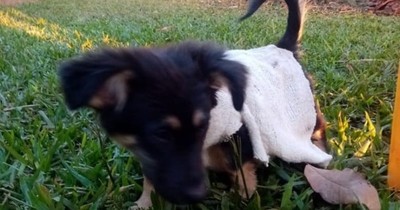 La Nación / Denuncian a un hombre que descuartizó a un perrito para comérselo