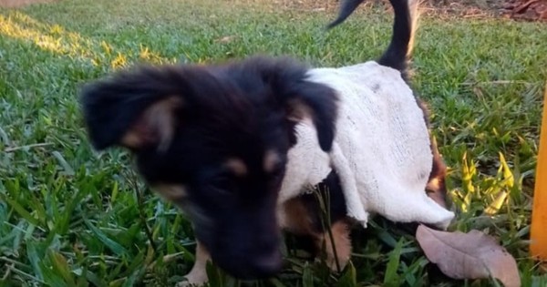 La Nación / Denuncian a un hombre que descuartizó a un perrito para comérselo