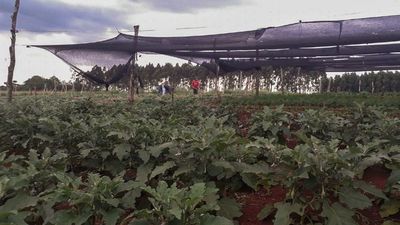 El MAG solo entregó 50% de apoyo a proyecto en zona de Minga Guazú