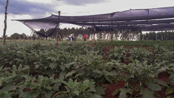 El MAG solo entregó 50% de apoyo a proyecto en zona de Minga Guazú