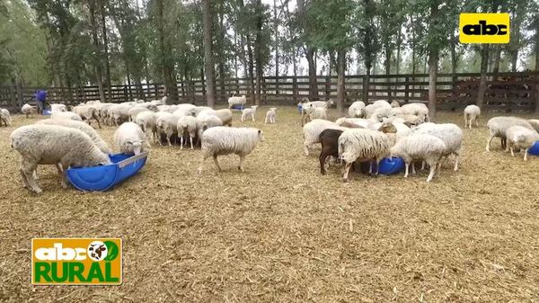 ABC Rural: Nutrición ideal para ovejas en gestación    - ABC Rural - ABC Color