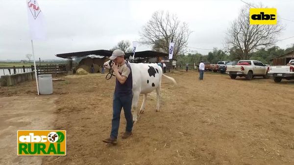ABC Rural: Ventajas de adquirir ejemplares lecheros con genética definida - ABC Rural - ABC Color