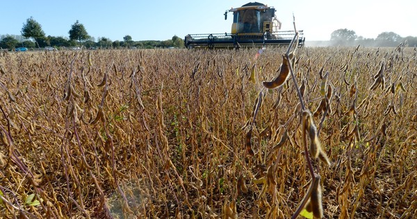 La Nación / Impacto de heladas y sequía: prevén merma considerable en producción agrícola