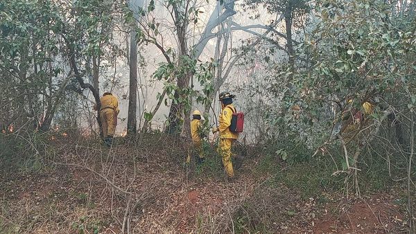 Continuos incendios comprometen a áreas silvestres protegidas del país