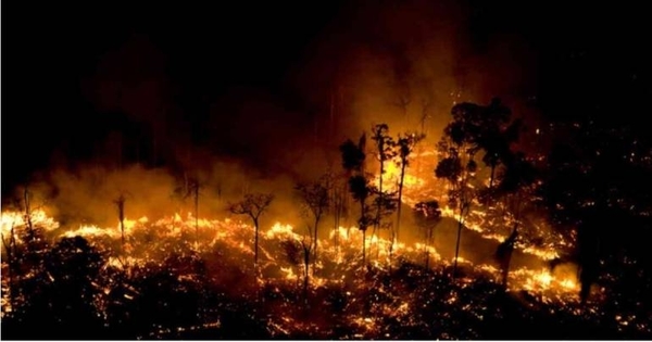 Diario HOY | Arde el 60 % del parque forestal en São  Paulo por una linterna voladora
