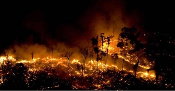 Diario HOY | Arde el 60 % del parque forestal en São Paulo por una linterna voladora