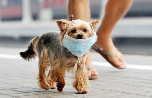 Los perros y la exposición al humo por incendios - Mascotas - ABC Color