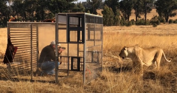 Así es el “zoológico inverso” de Sudáfrica: Encierran a los humanos en jaulas y permiten que los leones los visiten - SNT