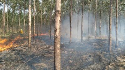 Incendio en estancia del Obispado causó grandes pérdidas a agricultores de San Juan Nepomuceno - Nacionales - ABC Color