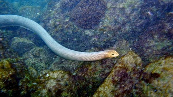 Descubren que las serpientes marinas venenosas podrían ‘atacar’ a los buzos | Ñanduti