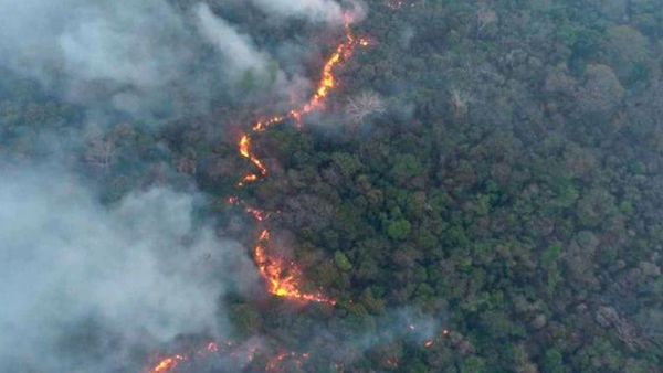 La bartola forestal | El Independiente