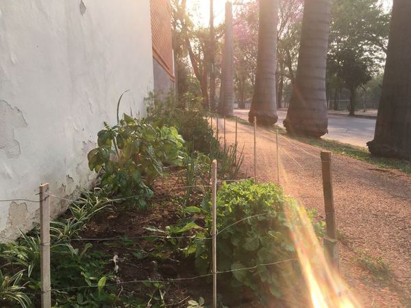 Huerta en la vereda, una idea genial que ahuyenta el hambre - Estilo de vida - ABC Color