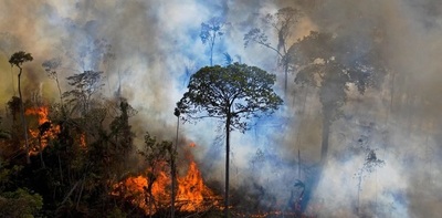 Brasil “se está secando”: en 30 años perdió la sexta parte de sus áreas cubiertas de agua dulce - ADN Digital
