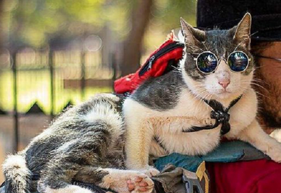 Autopsia confirma que “gato mochilero” murió por lesiones, no por envenenamiento - Noticiero Paraguay