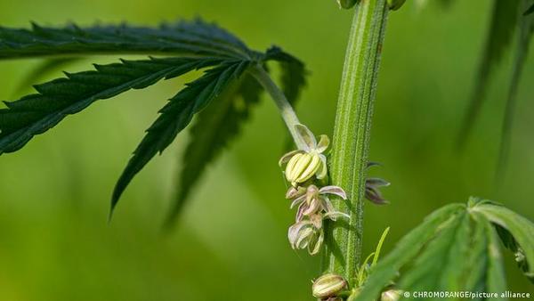 Colombia apunta al cannabis medicinal como un impulsor de las exportaciones