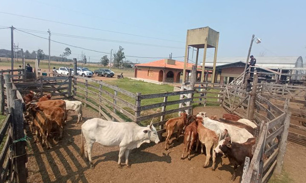 Policía de Coronel Oviedo recupera 20 animales vacunos hurtados en Departamento de Guairá - OviedoPress