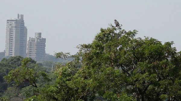 Vientos del sur disminuyen focos de calor y contaminación del aire