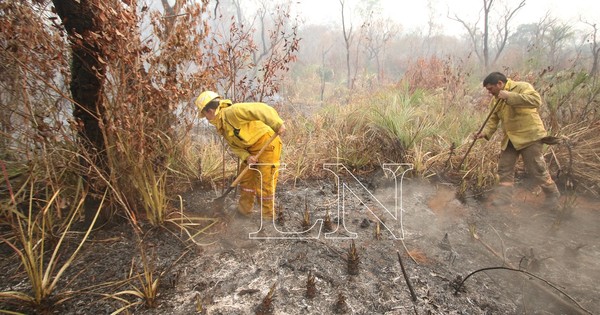 La Nación / No hallaron animales muertos