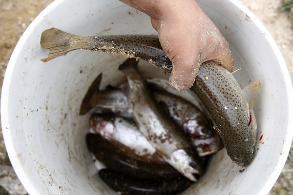 El pescado colombiano contará con un sello de calidad para aumentar las exportaciones - MarketData
