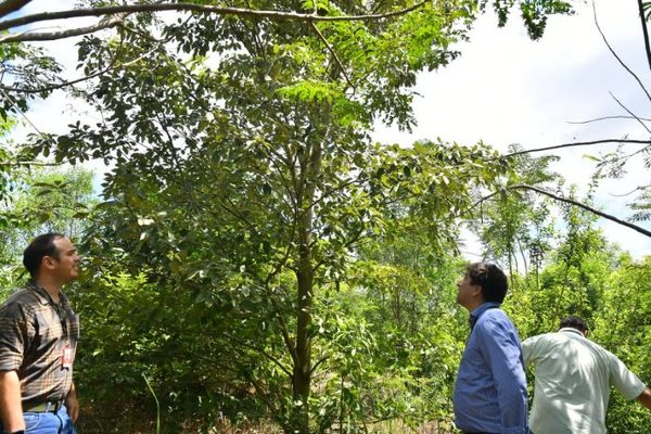 Investigadores trabajan para proteger especies forestales nativas del Paraguay