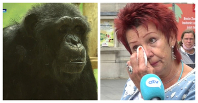 Mujer tiene prohibido el acceso a un zoológico en Bélgica: La acusan de tener un “romance” con un chimpancé - SNT