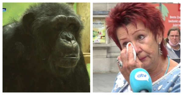 Mujer tiene prohibido el acceso a un zoológico en Bélgica: La acusan de tener un “romance” con un chimpancé - SNT