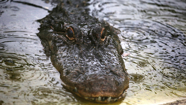 ¡Lo cuenta de milagro! Caimán atacó gravemente a hombre en parque de Florida