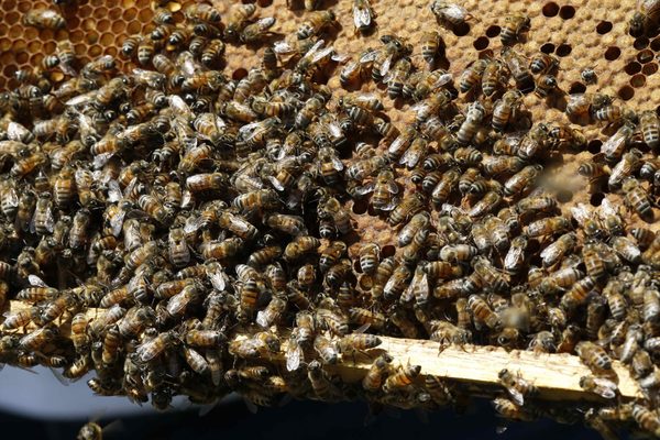 La Procuraduría brasileña pide la prohibición de pesticidas que matan abejas - MarketData