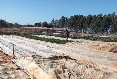 MAG promete pozos artesianos a pequeños productores de Minga Guazú - ABC en el Este - ABC Color