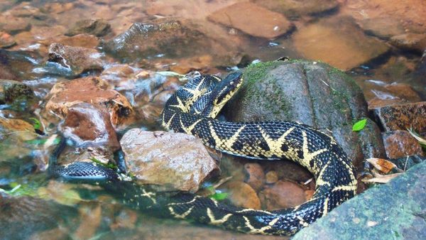 Un veneno de una serpiente selvática de Brasil impide el virus de la covid