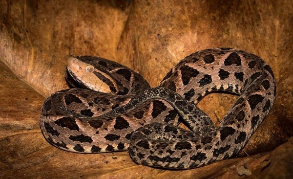 Diario HOY | Identifican en Brasil sustancia de veneno de serpiente con acción sobre el covid