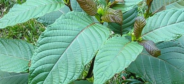 Tailandia legaliza el kratom, la droga que preocupa a las autoridades de EEUU