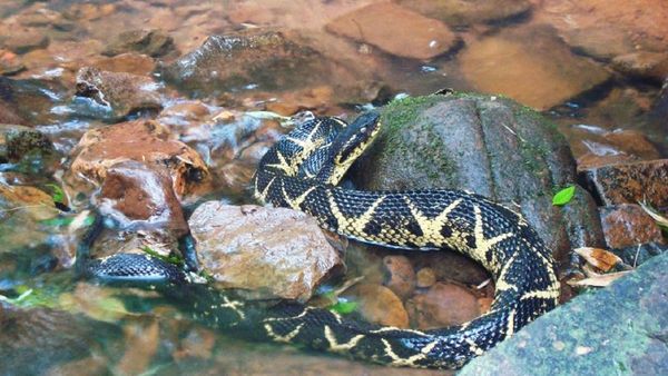 Identifican en Brasil sustancia de veneno de serpiente con acción sobre Covid